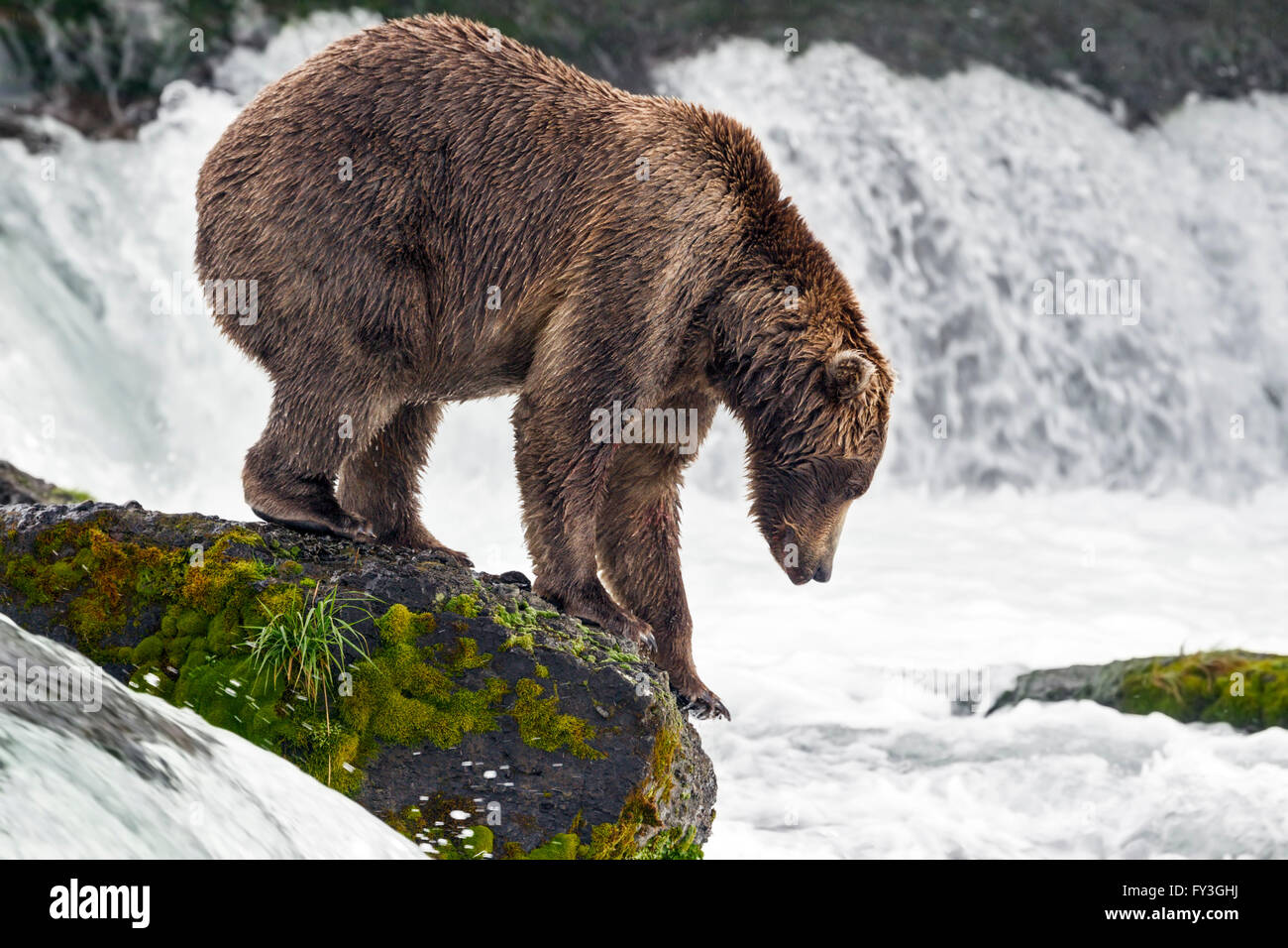Male brown bear hunting spawning salmon at Brooks Falls, Katmai National Park, Alasja Stock Photo