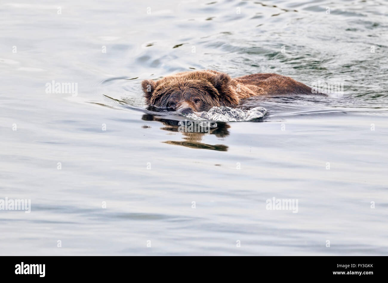 Female brown bear searching for spawning salmon in Katmai National Park, Alaska Stock Photo