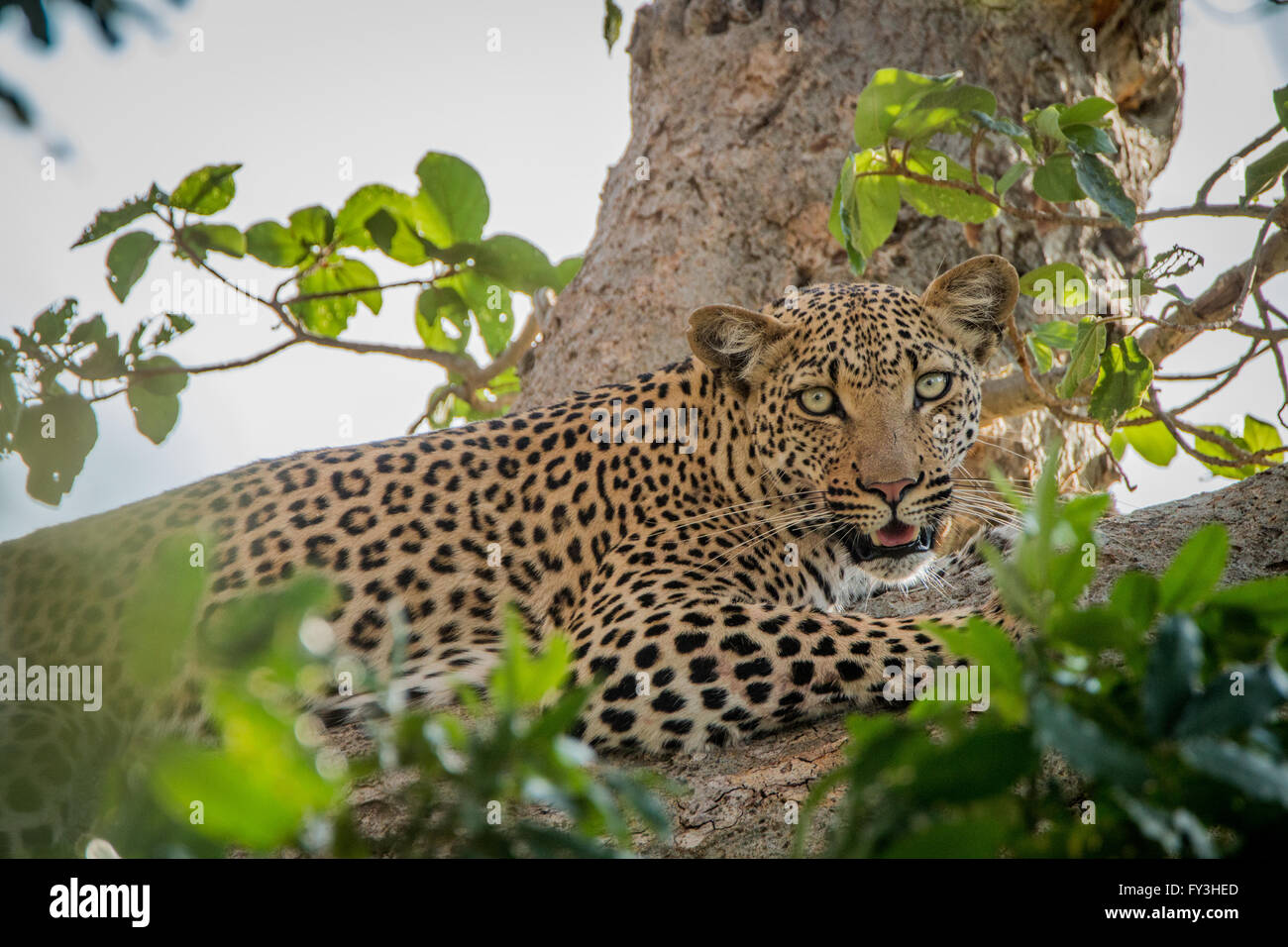 Leopard laying in a tree in the Kruger National Park, South Africa ...