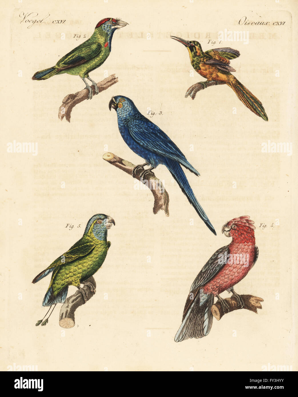 Rufous-tailed jacamar, Galbula ruficauda, female 1, blue-throated barbet, Megalaima asiatica 2, hyacinth macaw, Anodorhynchus hyacinthinus 3, galah, Eolophus roseicapilla 4, and blue-crowned or mindoro racquet-tail, Prioniturus discurus 5. Handcoloured copperplate engraving from Friedrich Johann Bertuch's Bilderbuch fur Kinder (Picture Book for Children), Weimar, 1823. Stock Photo