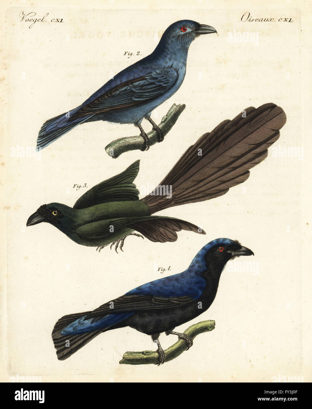 Asian fairy-bluebird, Irena puella, male 1, female 2, and racket-tailed treepie, Crypsirina temia 3. Copied from Horsfeld's Zoological Researches in Java. Handcoloured copperplate engraving from Friedrich Johann Bertuch's Bilderbuch fur Kinder (Picture Book for Children), Weimar, 1823. Stock Photo