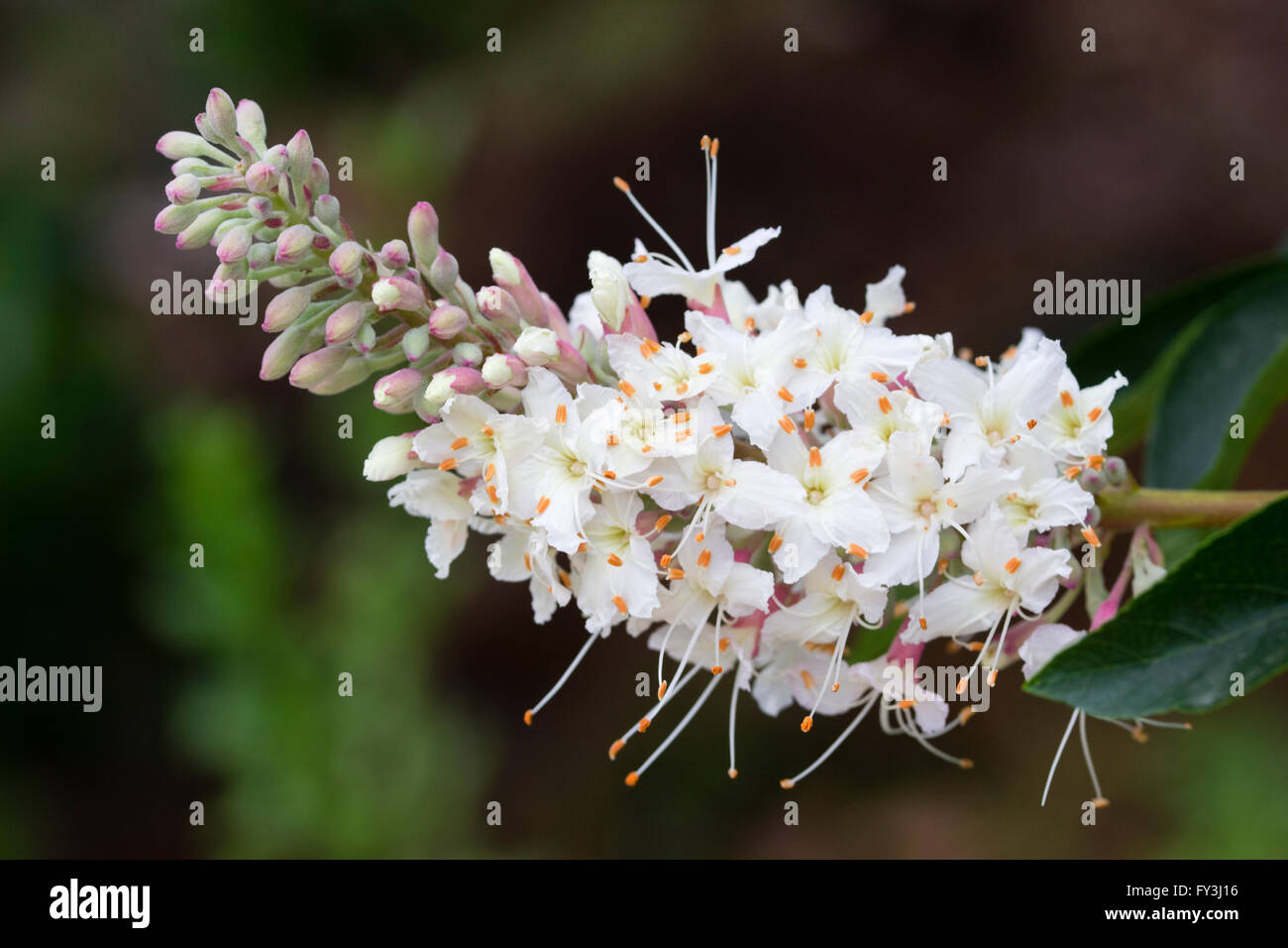Flowers in the trusses of the California buckeye, Aesculus californica Stock Photo
