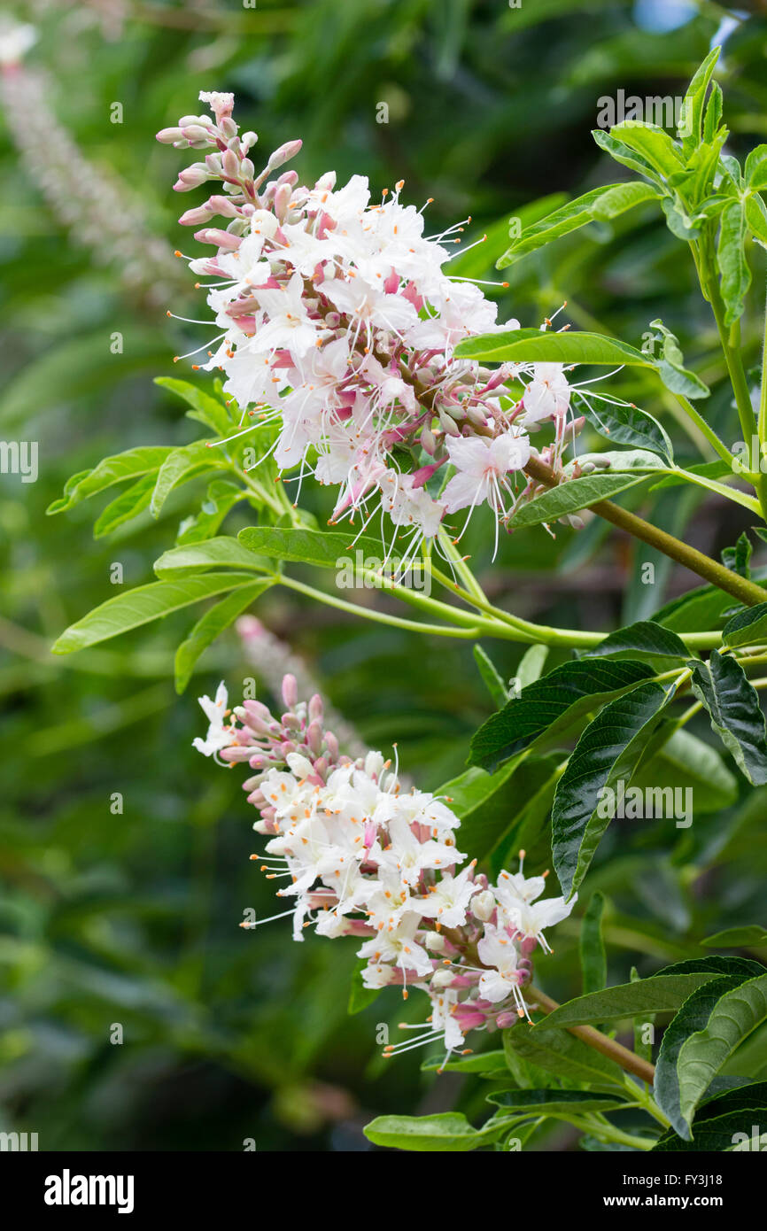 Flowers in the trusses of the California buckeye, Aesculus californica Stock Photo