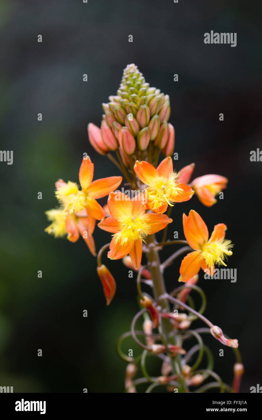 Flower spike of the ornamental ground covering succulent, Bulbine frutescens Stock Photo