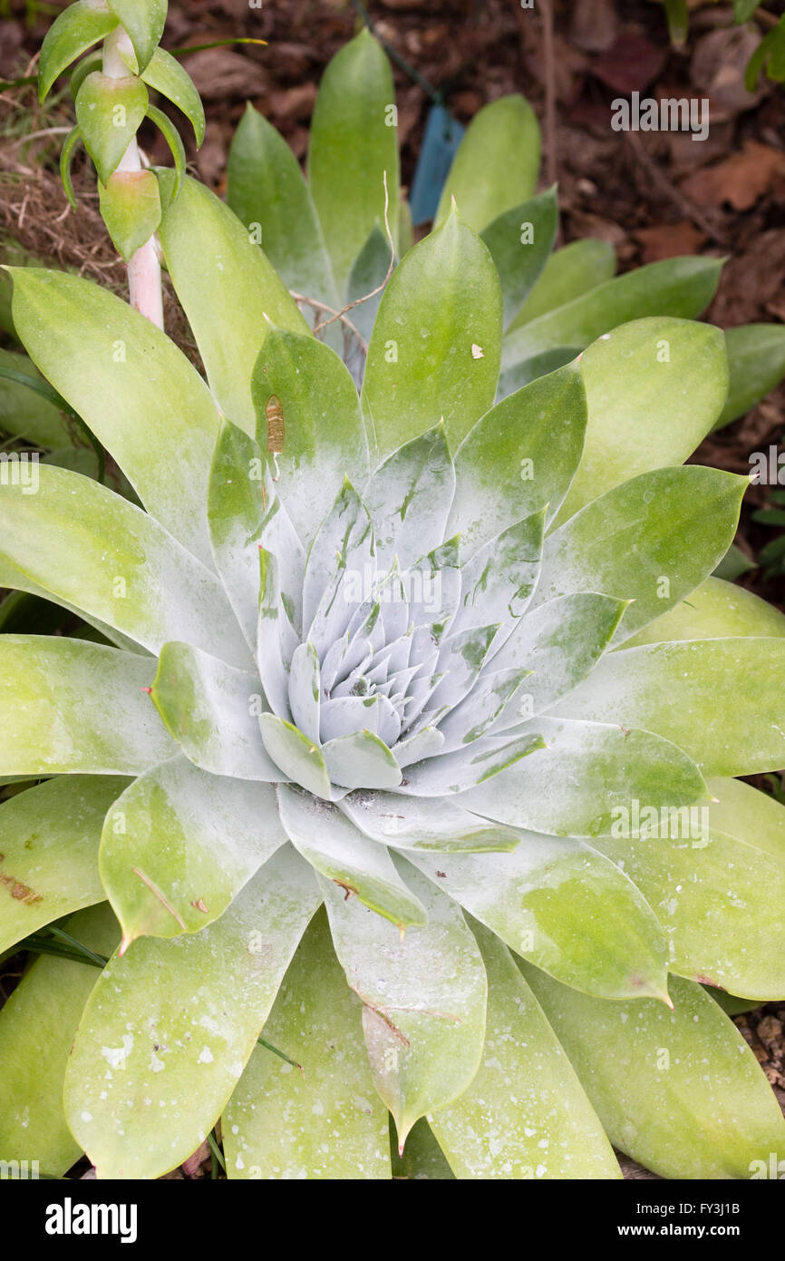 Rosette of the succulent Dudleya brittonii, from the drier areas of California Stock Photo