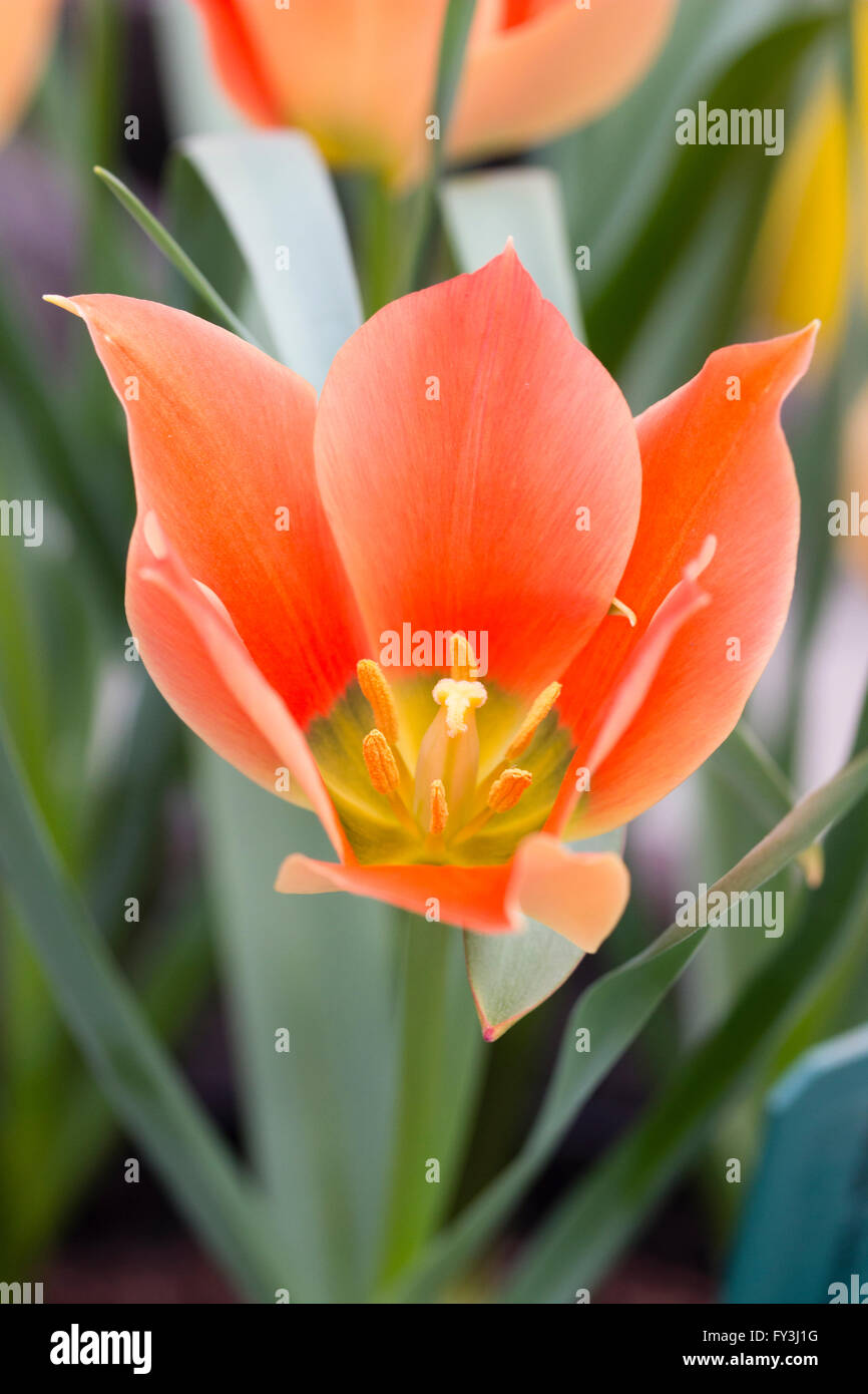 Single flower of the spring blooming botanic tulip, Tulipa linifolia (Batalinii Group) 'Salmon Jewel' Stock Photo