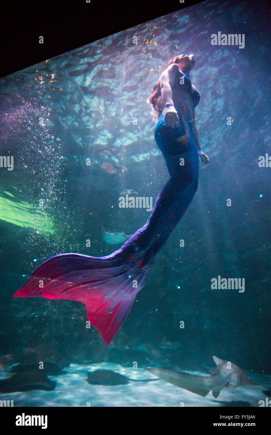 Videos Of Mermaids Swimming In The Ocean Pretty Mermaids Swimming