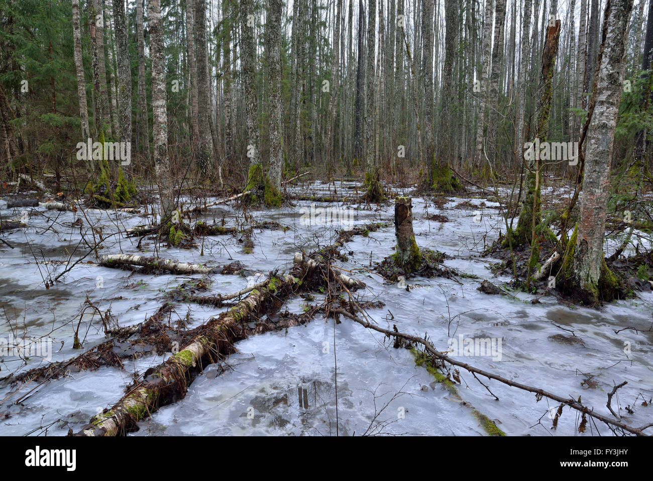 Frozen flood water in the forest Stock Photo