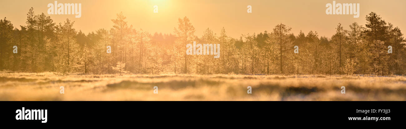 Golden morning light at sunrise in the bog Stock Photo