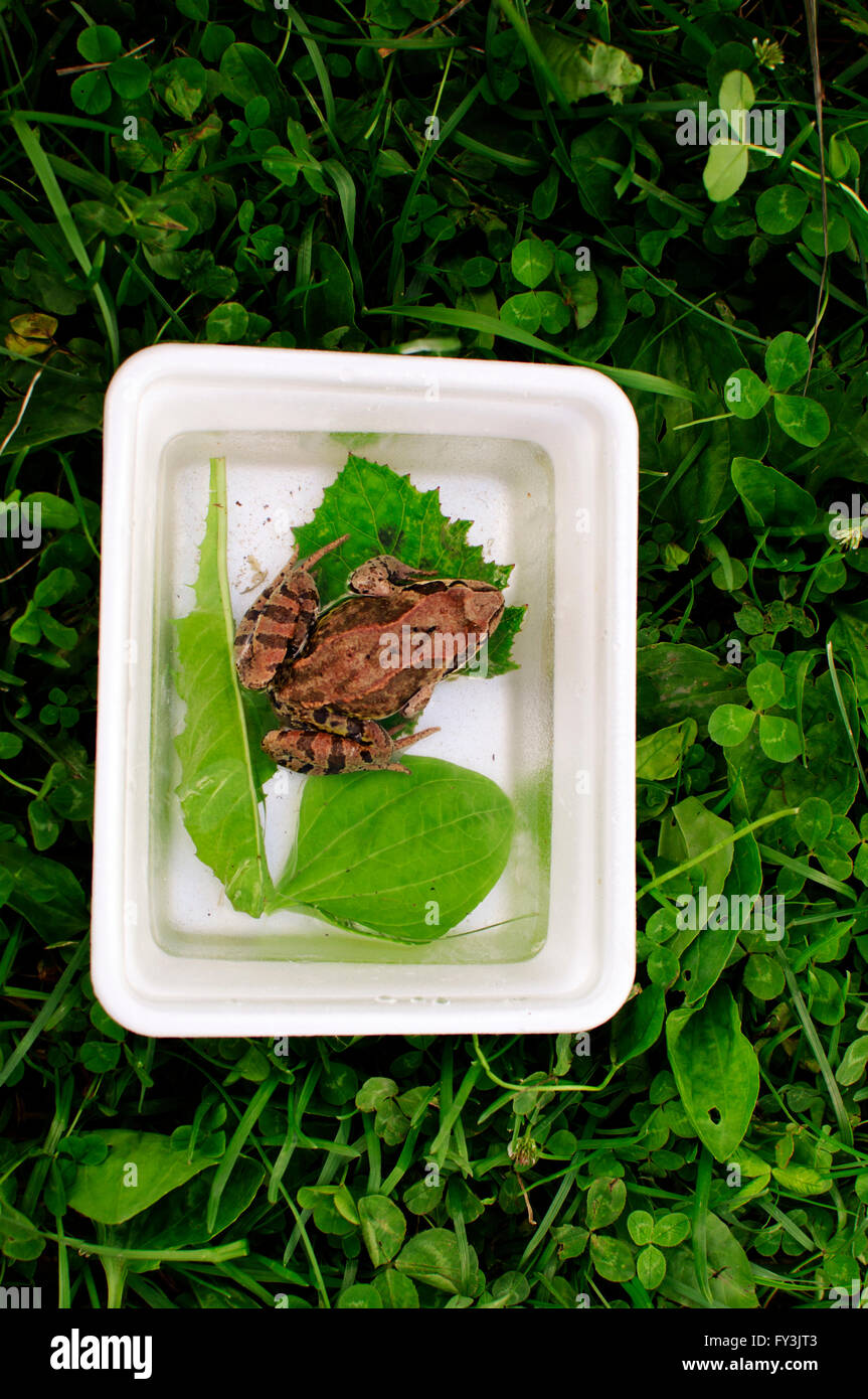 Frog sitting in a box Stock Photo - Alamy