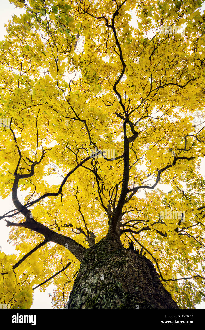Autumn tree with yellowing leaves against blue sky Stock Photo - Alamy
