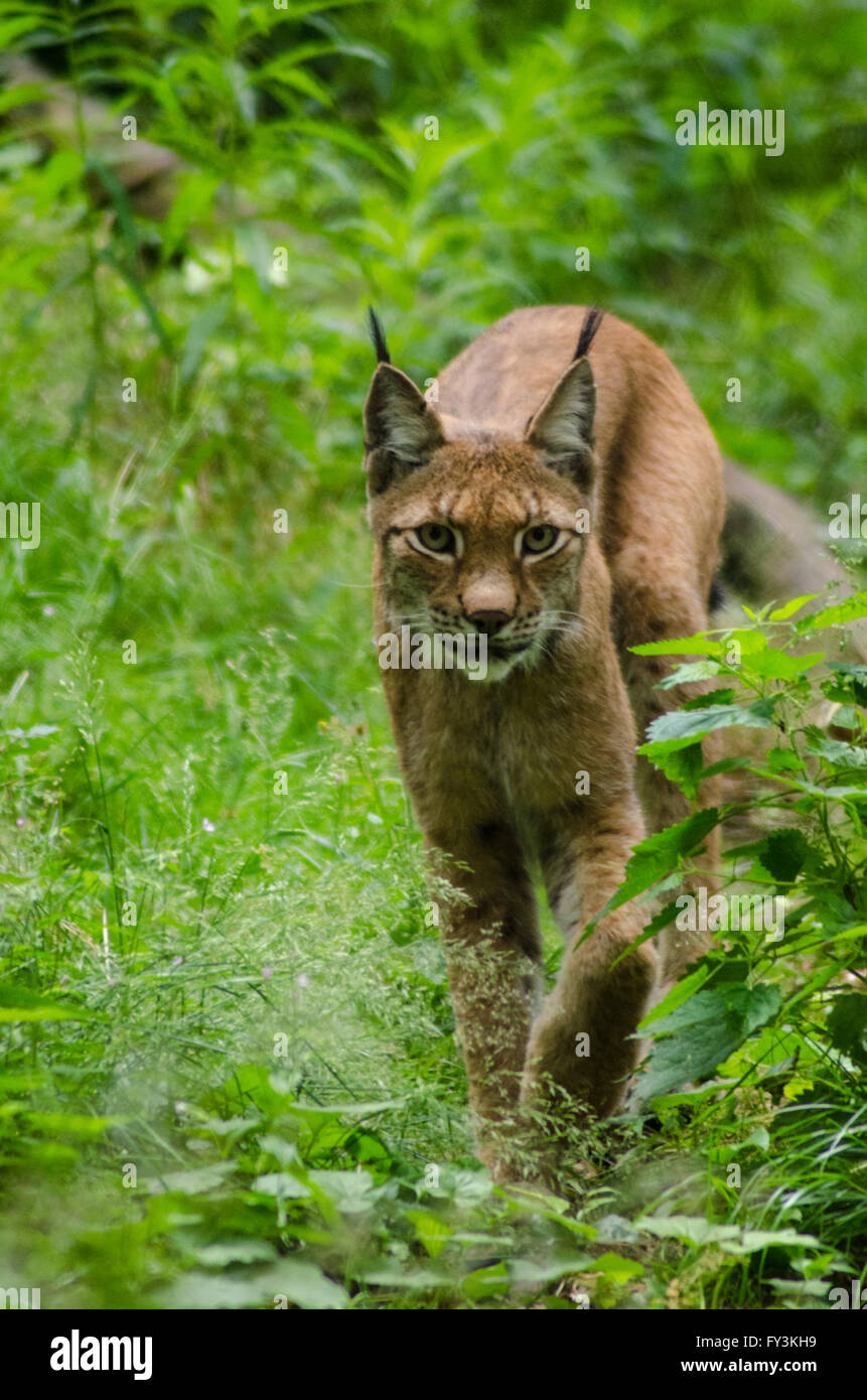 Eurasian Lynx walking through shrubs Stock Photo