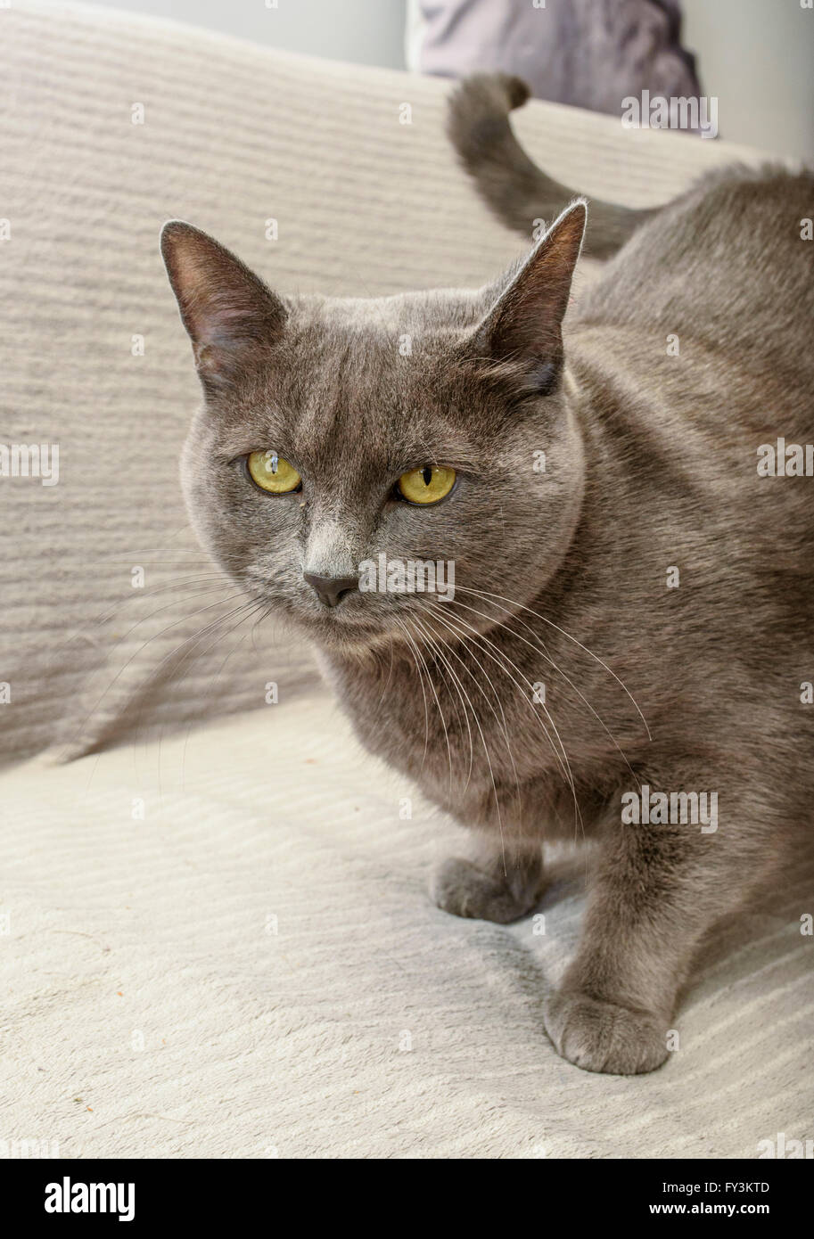 Belgian Blue cat on sofa Stock Photo