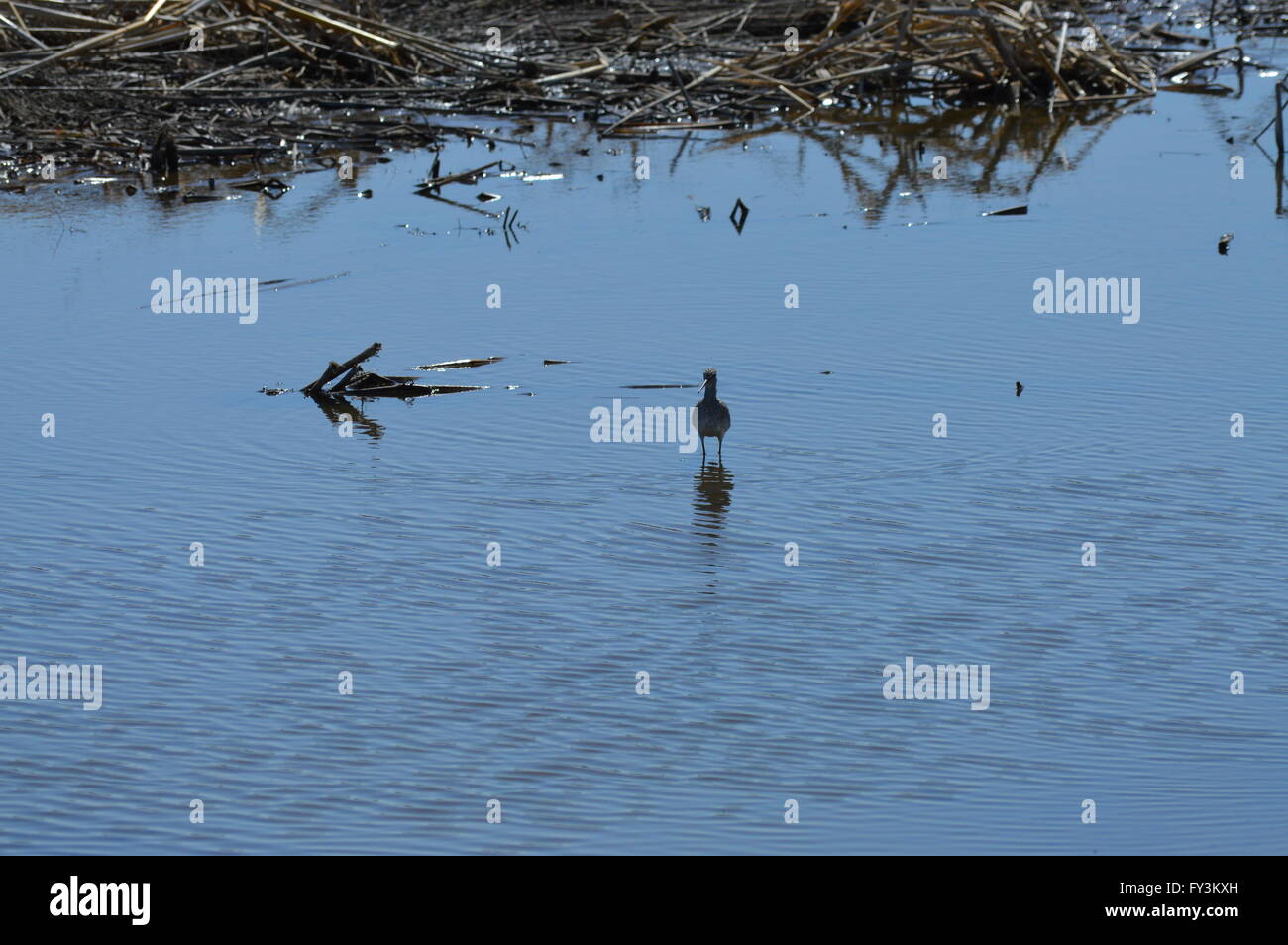 Bird with Long Legs and Beak in the Wetland Stock Photo