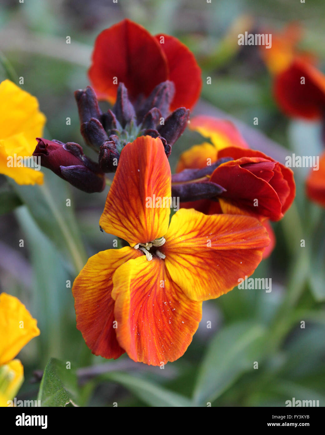 The brightly colored spring flowers of Erysinum cheiri (Cheiranthus) also known as the Wallflower. Stock Photo