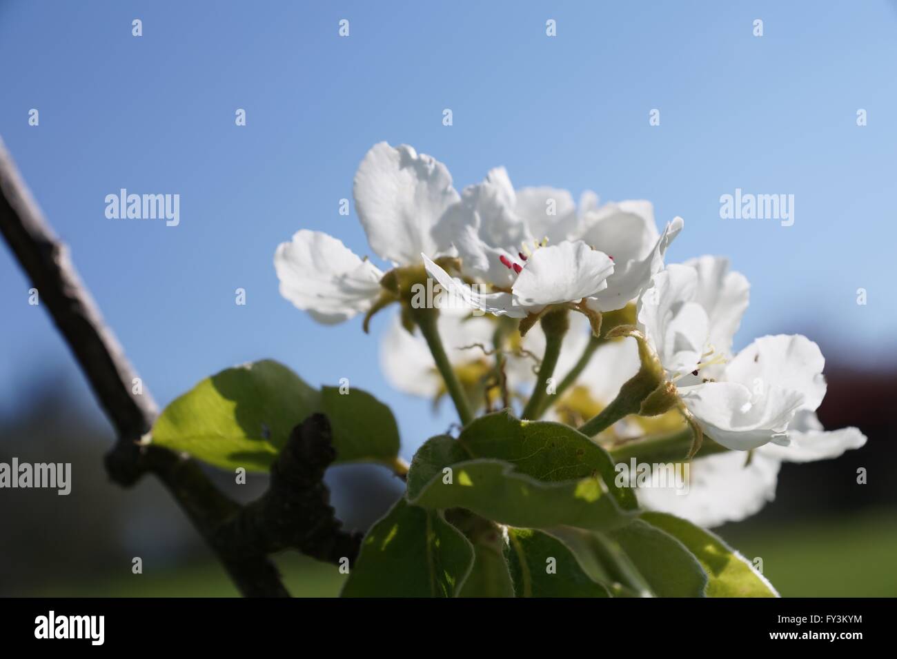 Apple blossom in spring in front of blue sky Stock Photo