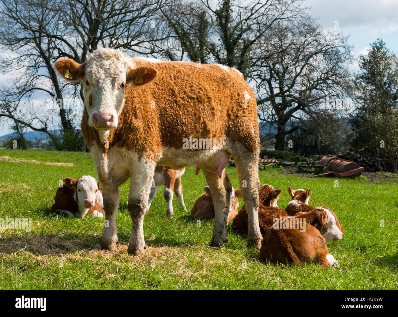 Hereford cattle at Stone Acton with Wenlock Edge in the distance, Shropshire. Stock Photo