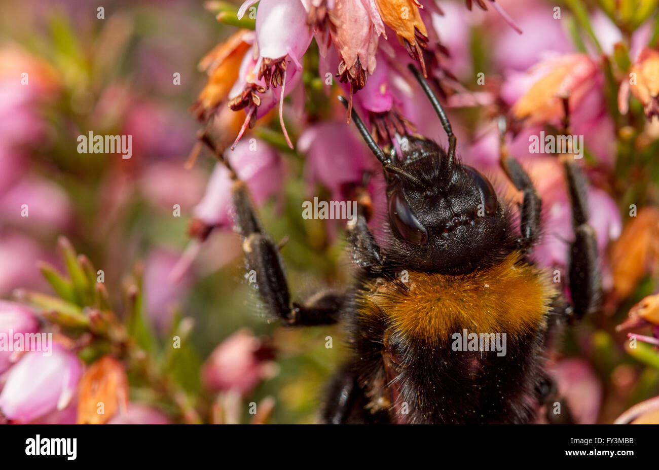 Buff-tailed Bumblebee (Bombus terrestris) feeding on heather flowers Stock Photo