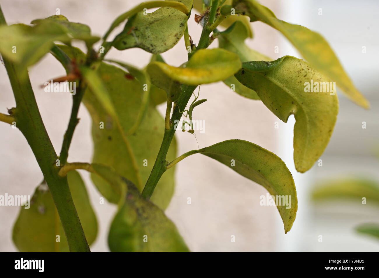 young praying mantis in plant waits for meal Stock Photo