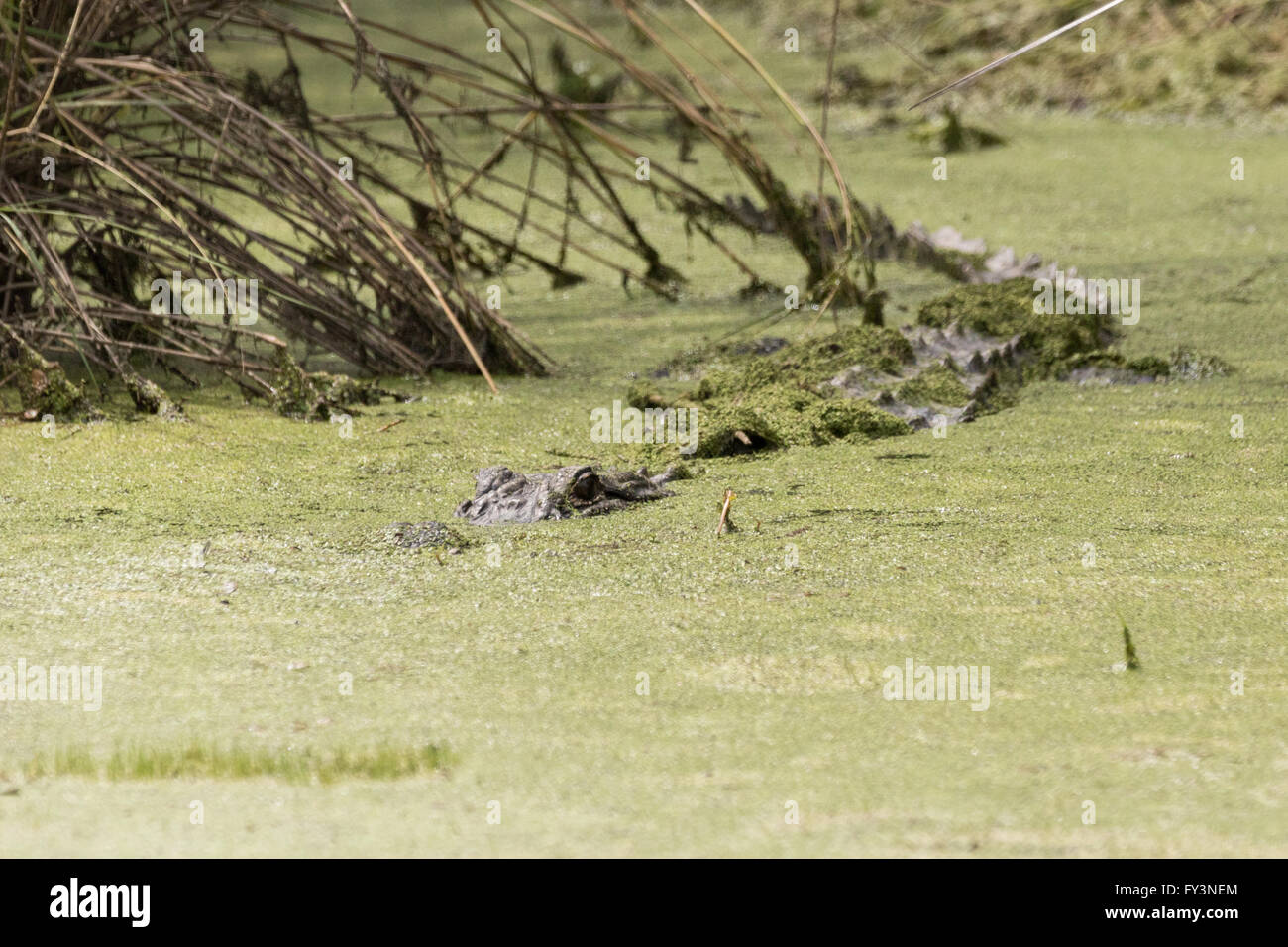 An American alligator hides in duckweed along a waterway in the Donnelley Wildlife Management Area April 20, 2016 in Green Pond, South Carolina. The preservation is part of the larger ACE Basin nature refugee, one of the largest undeveloped estuaries along the Atlantic Coast of the United States. Stock Photo