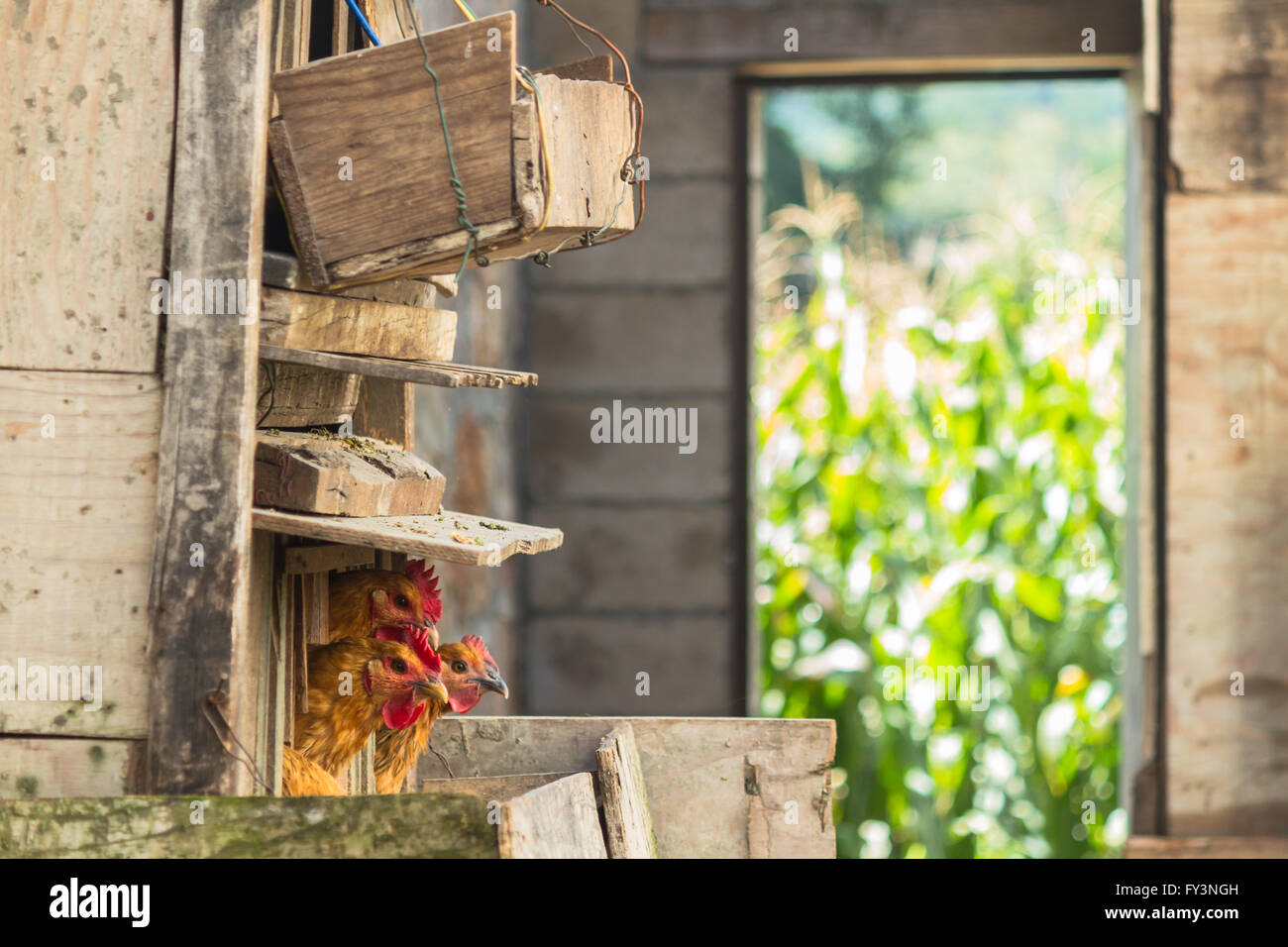 Wooden hen-coop with three chickens and a corn field in the background in Yunnan province, China Stock Photo