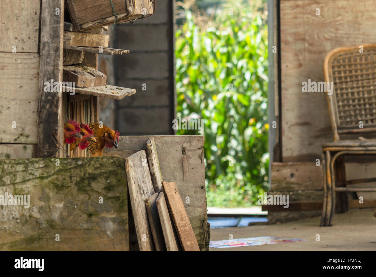 Wooden hen-coop with three chickens and a corn field in the background in Yunnan province, China Stock Photo