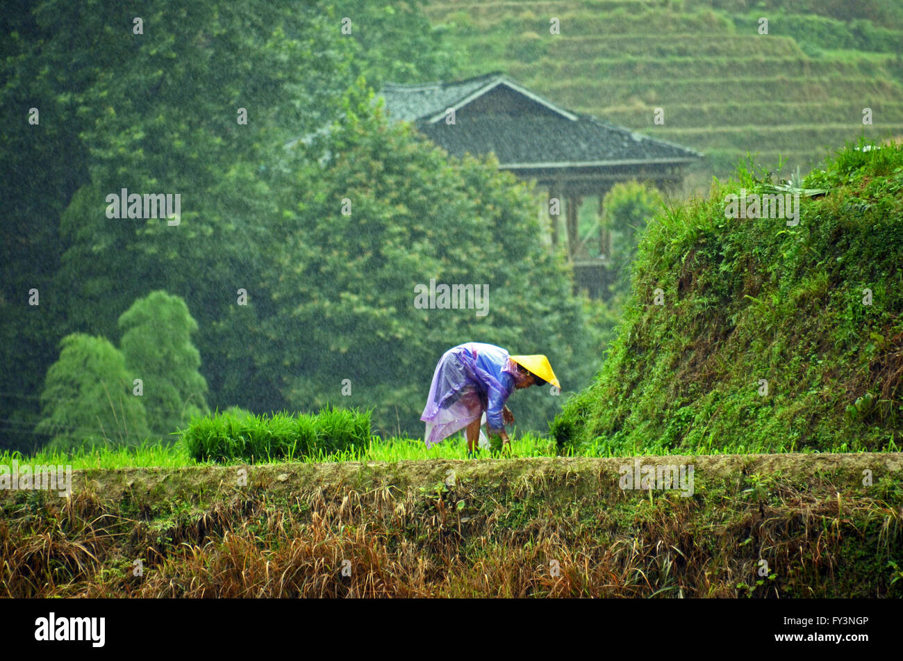 A farmer plants rice seedlings in the Dragon's Backbone rice terraces, Dazhai, China Stock Photo
