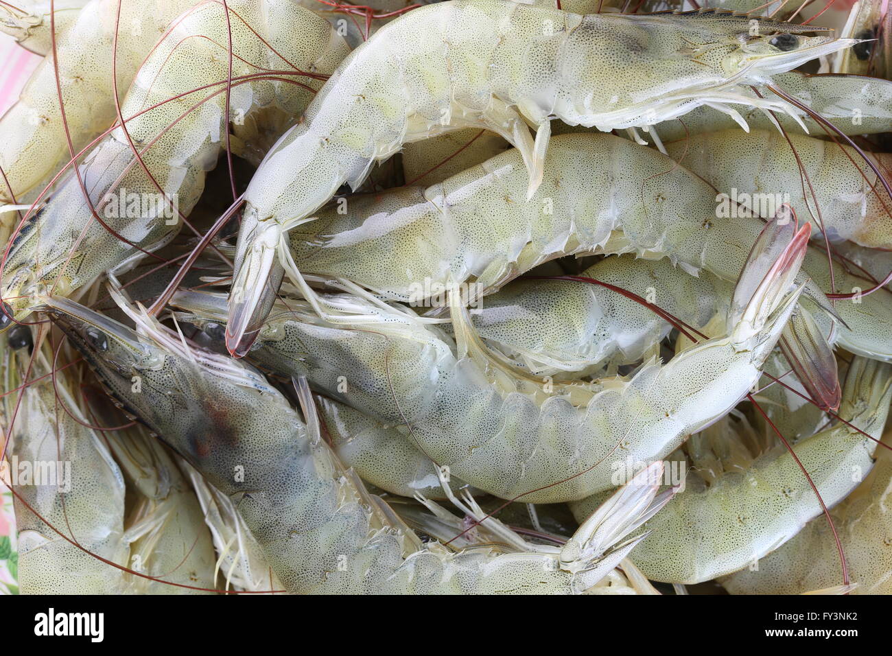 fresh raw shrimp as garnish in cooking,White shrimp or vannamei aquaculture in Thailand economic much valued to exports. Stock Photo