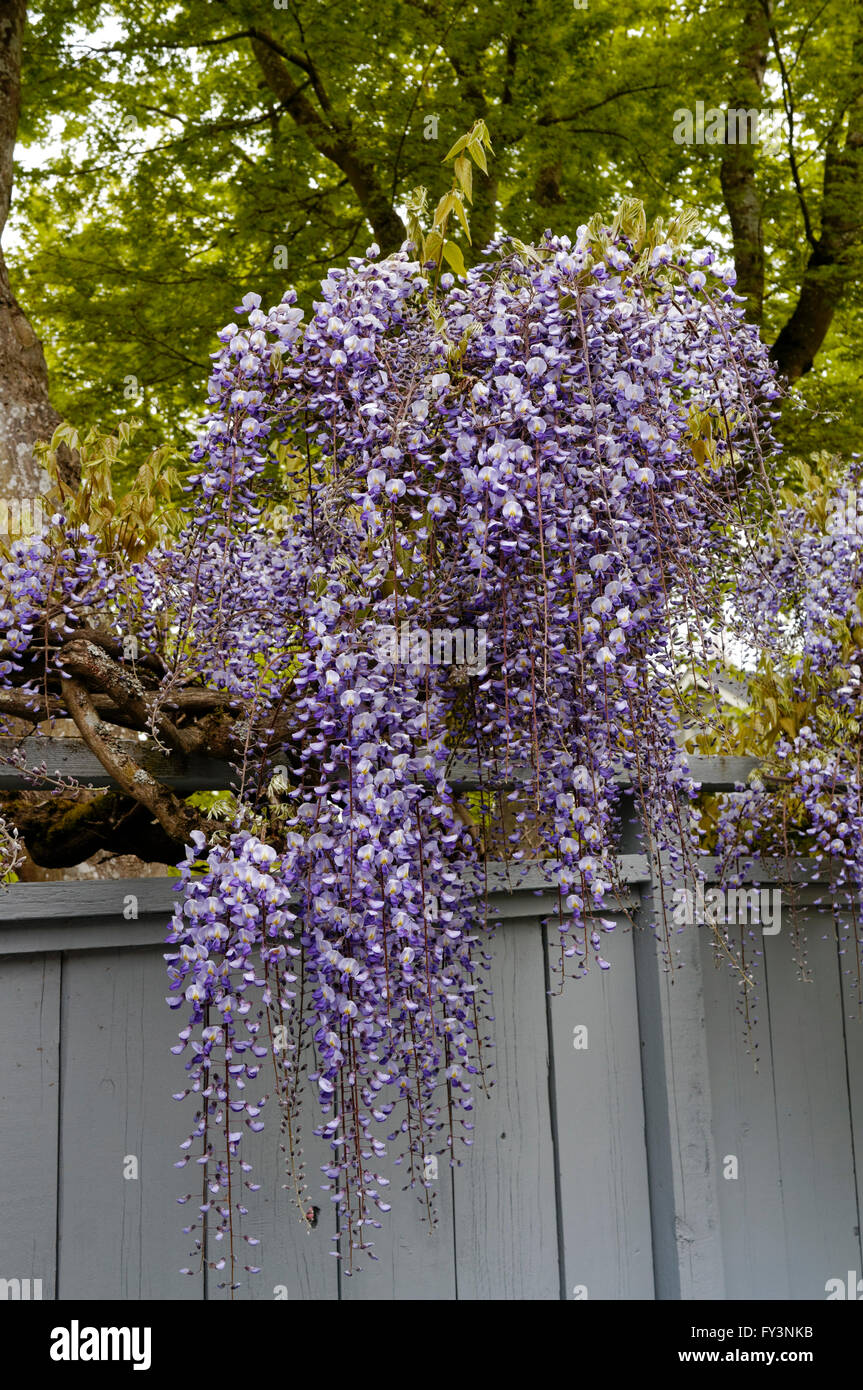 Purple wisteria floribunda flowers overhanging a wooden fence in spring,  Vancouver, BC, Canada Stock Photo - Alamy