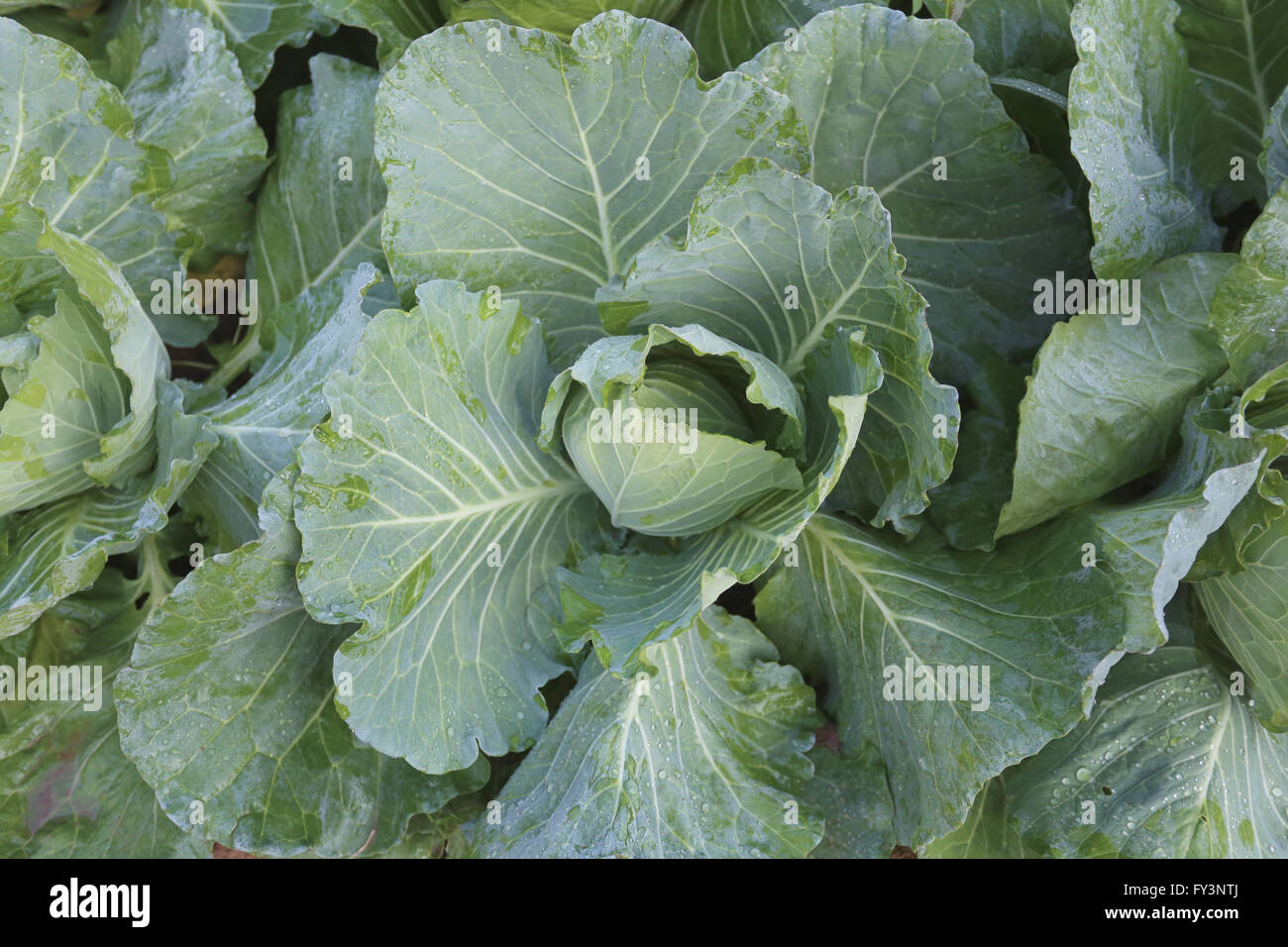 fresh green cabbage in the vegetable garden. Stock Photo