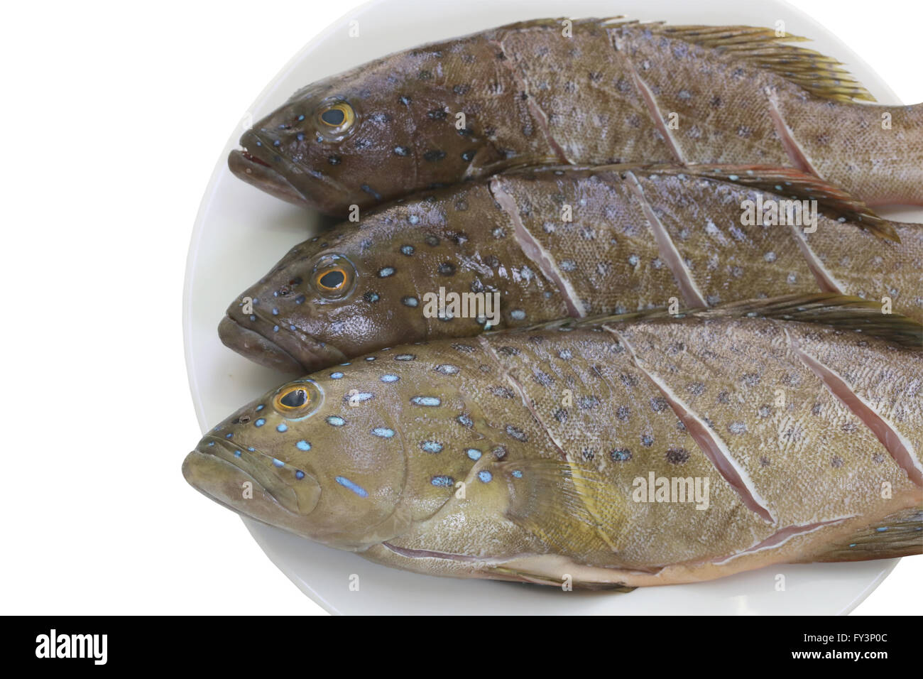 Fresh grouper fish (Leopard grouper) on dish for the ingredient in cooking and have clipping paths. Stock Photo