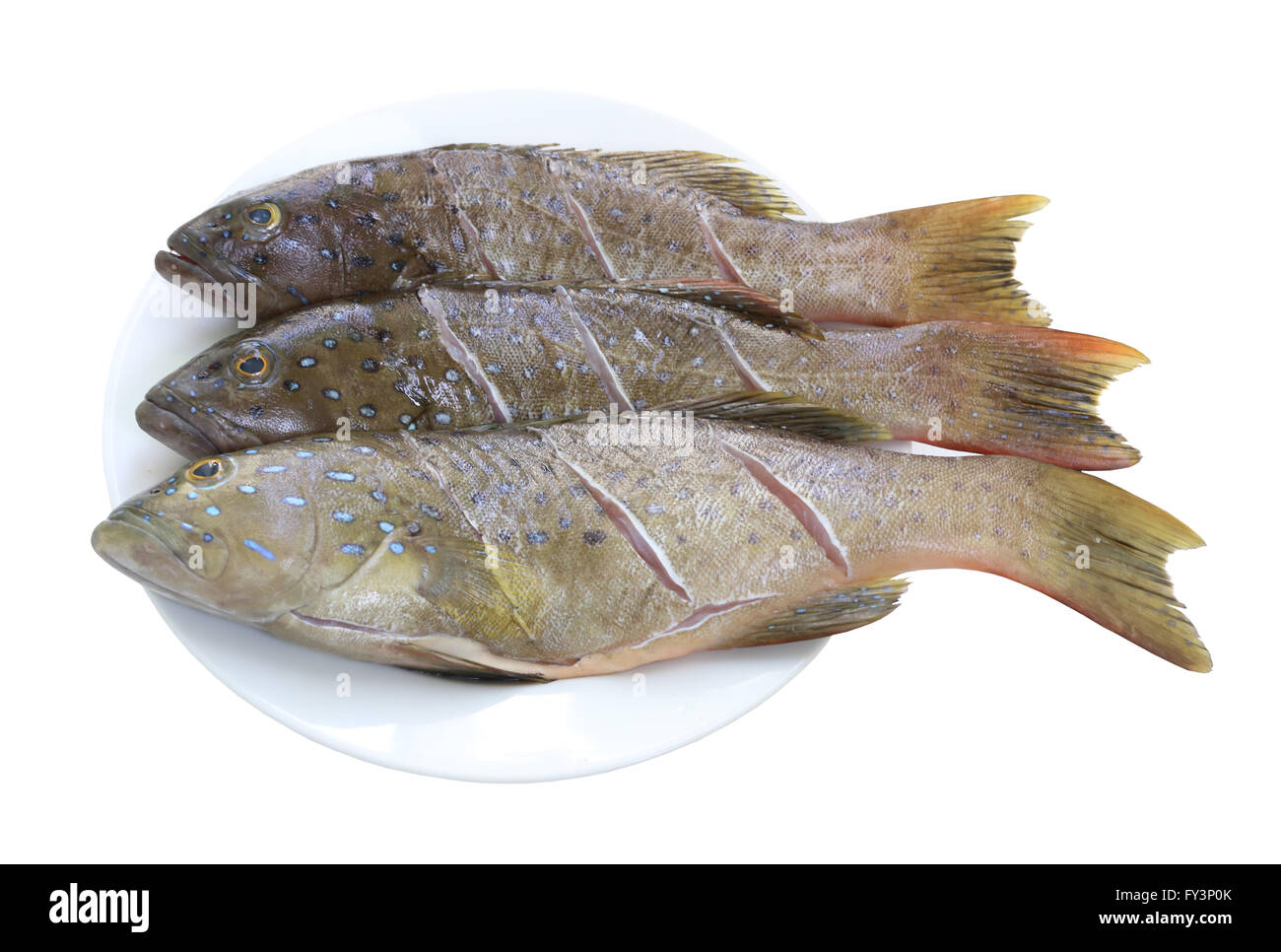 Fresh grouper fish (Leopard grouper) on dish for the ingredient in cooking and have clipping paths. Stock Photo