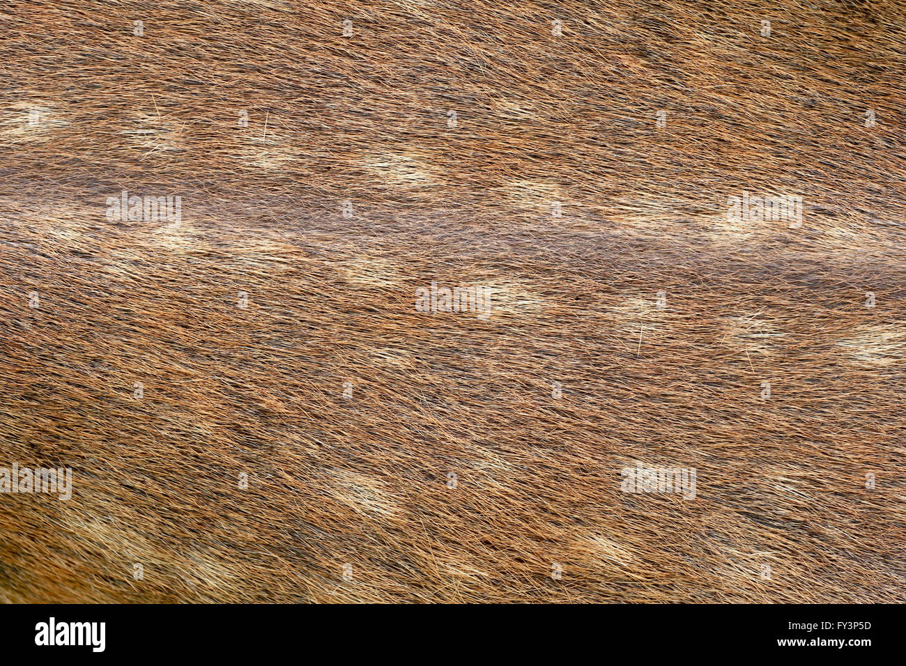 brown of animals skin and fur,surface of wild deer for the design background. Stock Photo