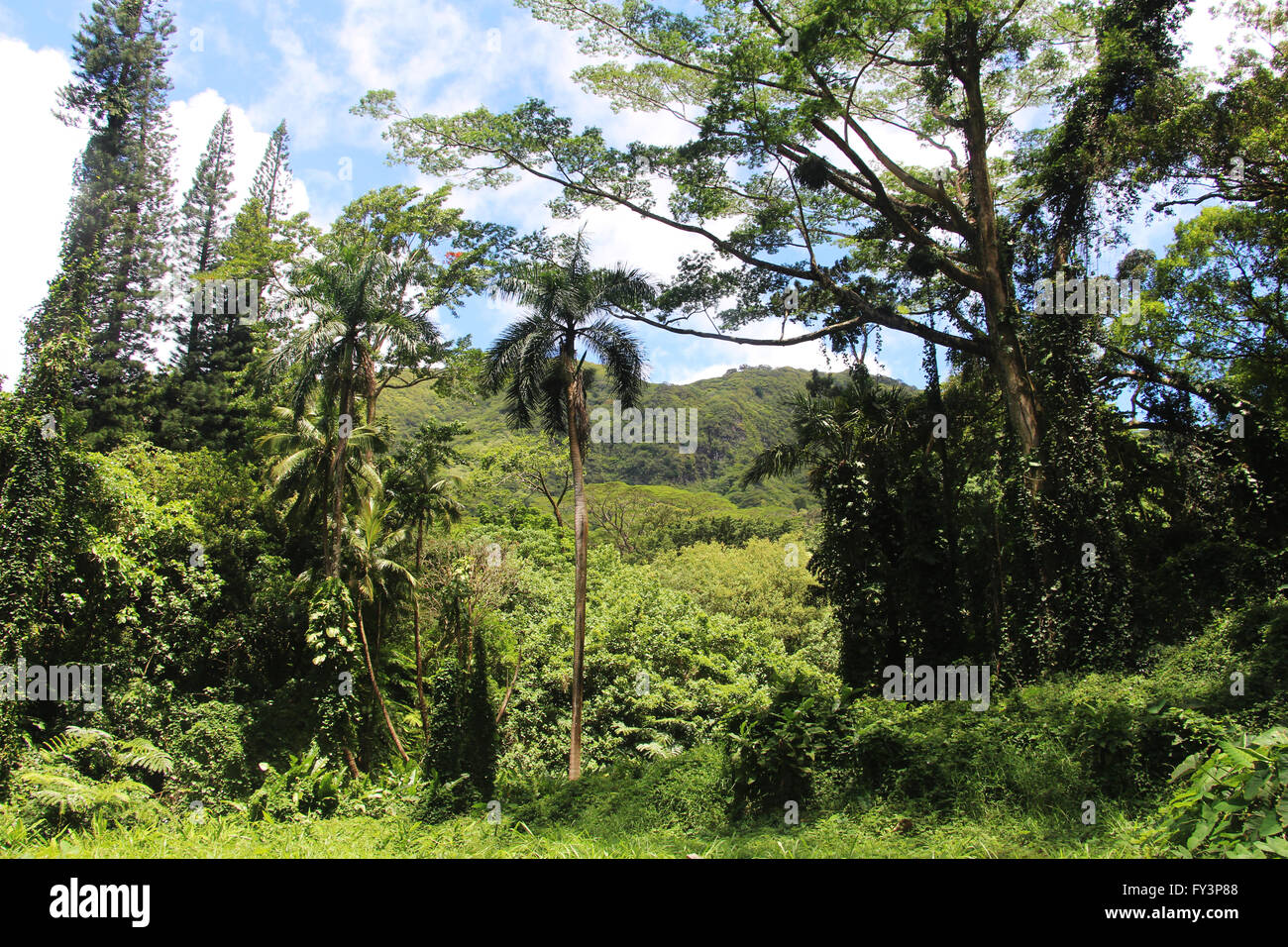 Rainforest ecosystem hi-res stock photography and images - Alamy