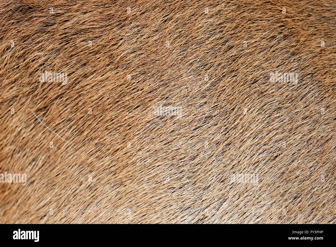 brown of animals skin and surface of wild deer for the design background. Stock Photo
