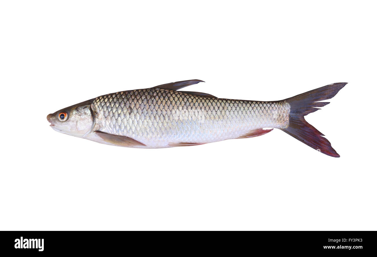 Seven-striped barb or Julian's golden carp is in the freshwater fish on white background and have clipping paths. Stock Photo