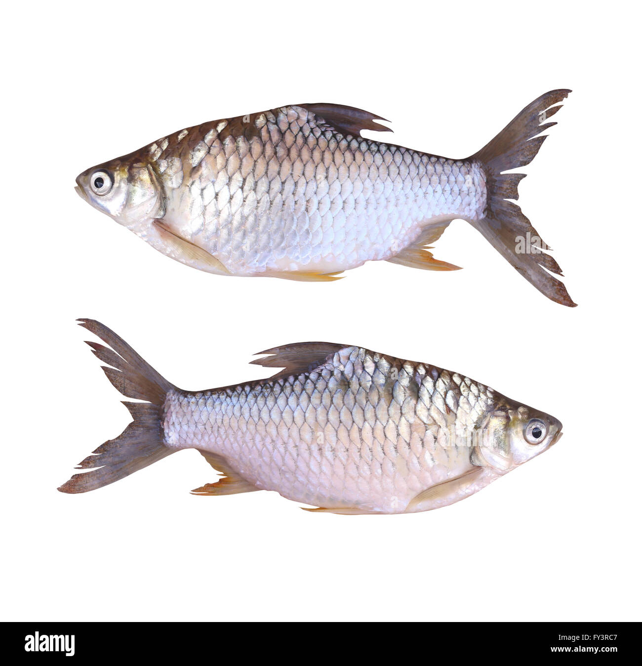 Cyprinidae or Silver barb is in the freshwater fish on white background and have clipping paths. Stock Photo
