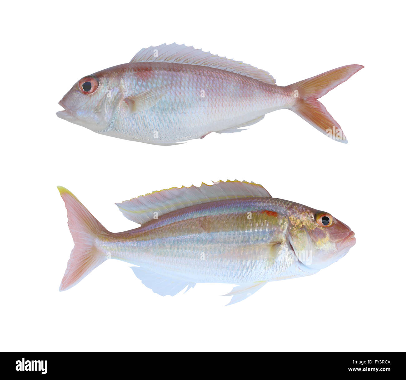 Ornety threadfin bream of sea animals in Gulf Thailand isolated on white background and have clipping path. Stock Photo