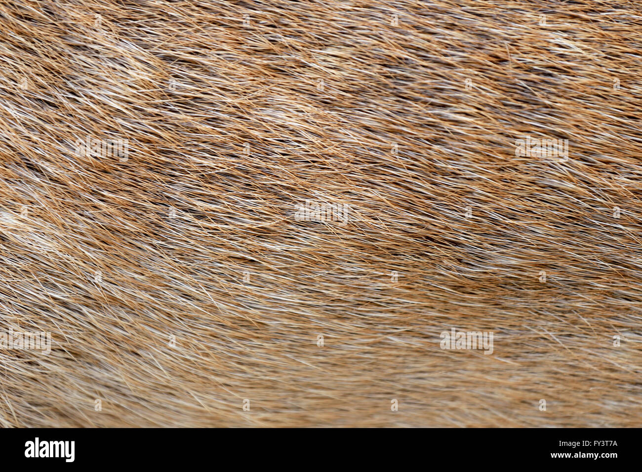 brown of animals skin and fur,surface of wild deer for the design background. Stock Photo