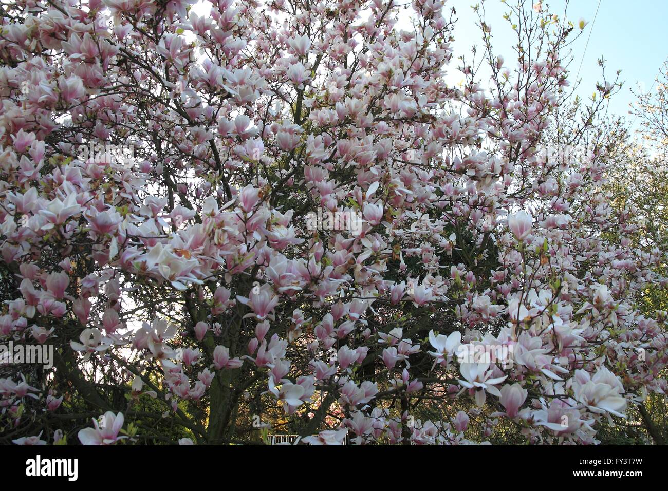 Magnolia garden all in blossom during the spring Stock Photo - Alamy