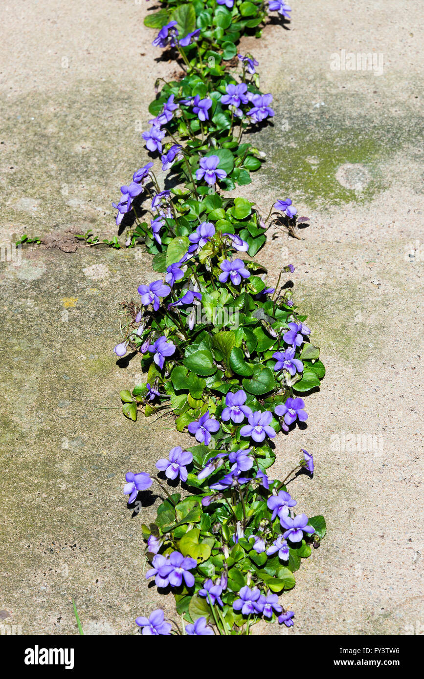 Wild Self Seeded Common Dog-Violet Flowers Between Flagstones in an Alsager Garden Cheshire England United Kingdom UK Stock Photo