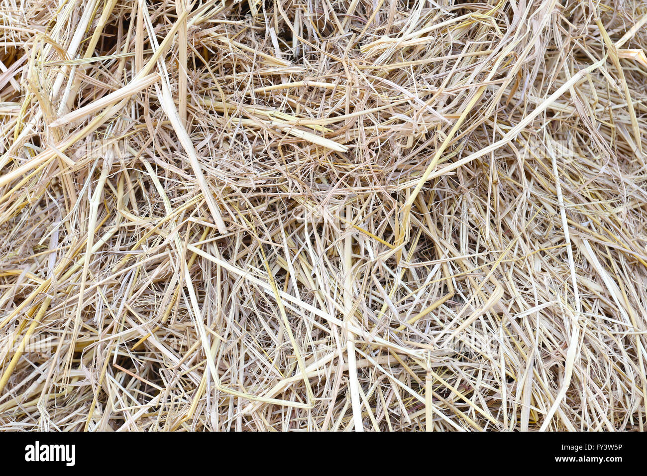stack straw or haystack for nature abstract background. Stock Photo