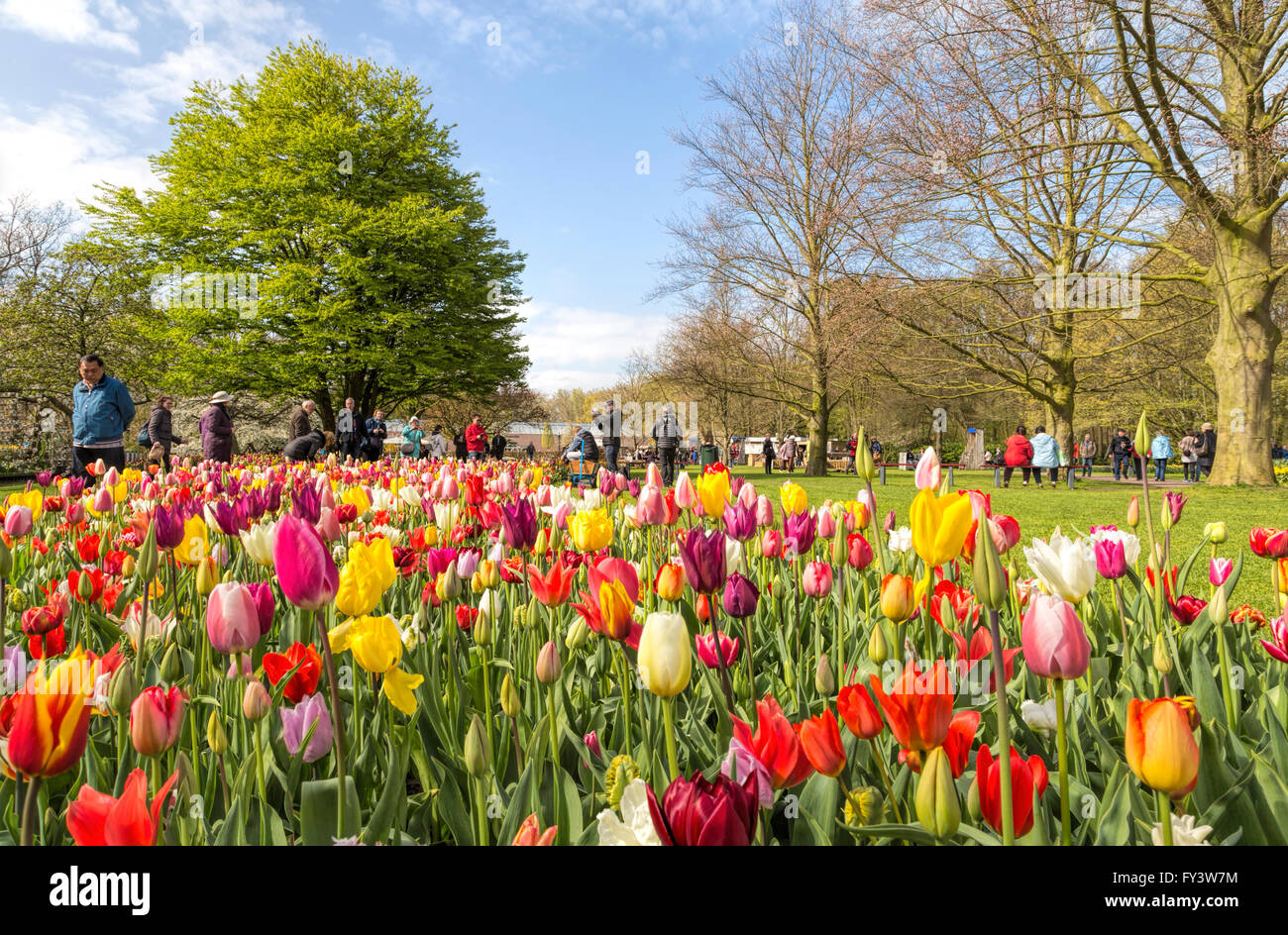 A riot of color in spring at the famous Keukenhof, one of the world's largest flower gardens, Lisse, South Holland, Netherlands. Stock Photo