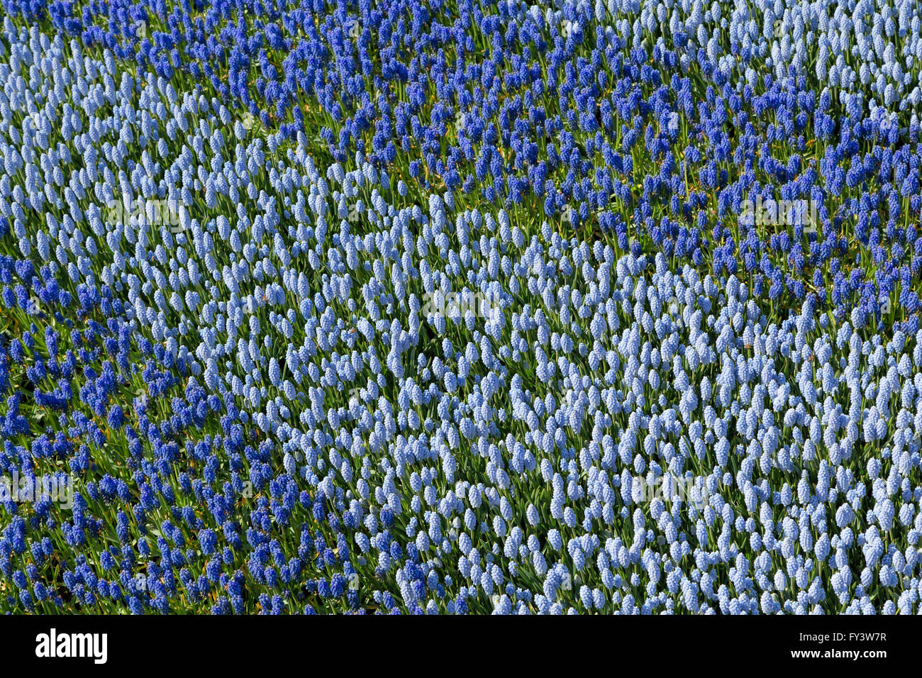 Muscari, forming a part of a flower mosaic, called 'The Golden Age'' at the Keukenhof, Lisse, South Holland, Netherlands. Stock Photo