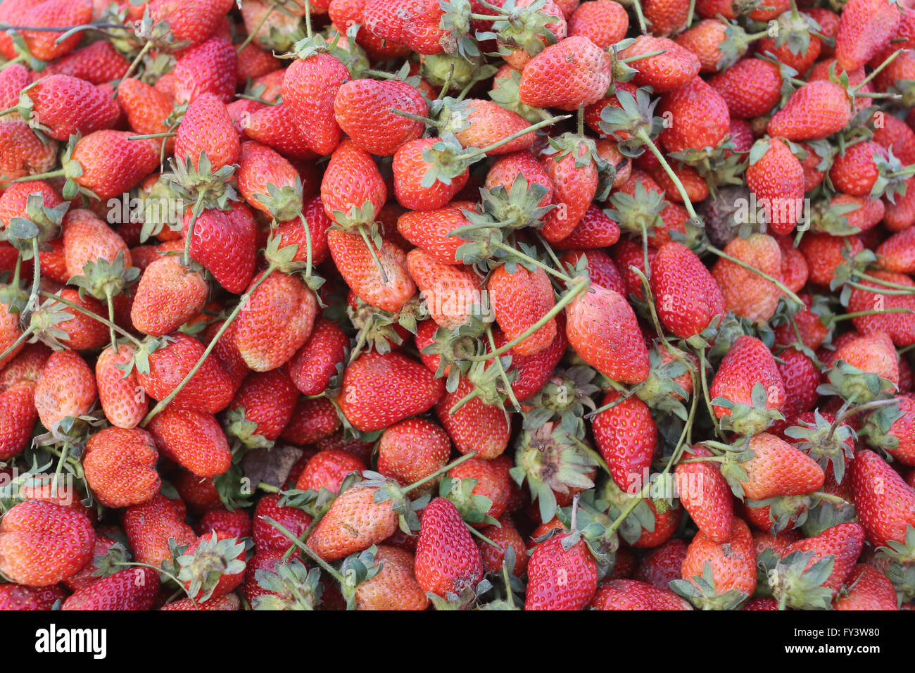 Pile of fresh strawberries of fruit background at farmers market stall ...