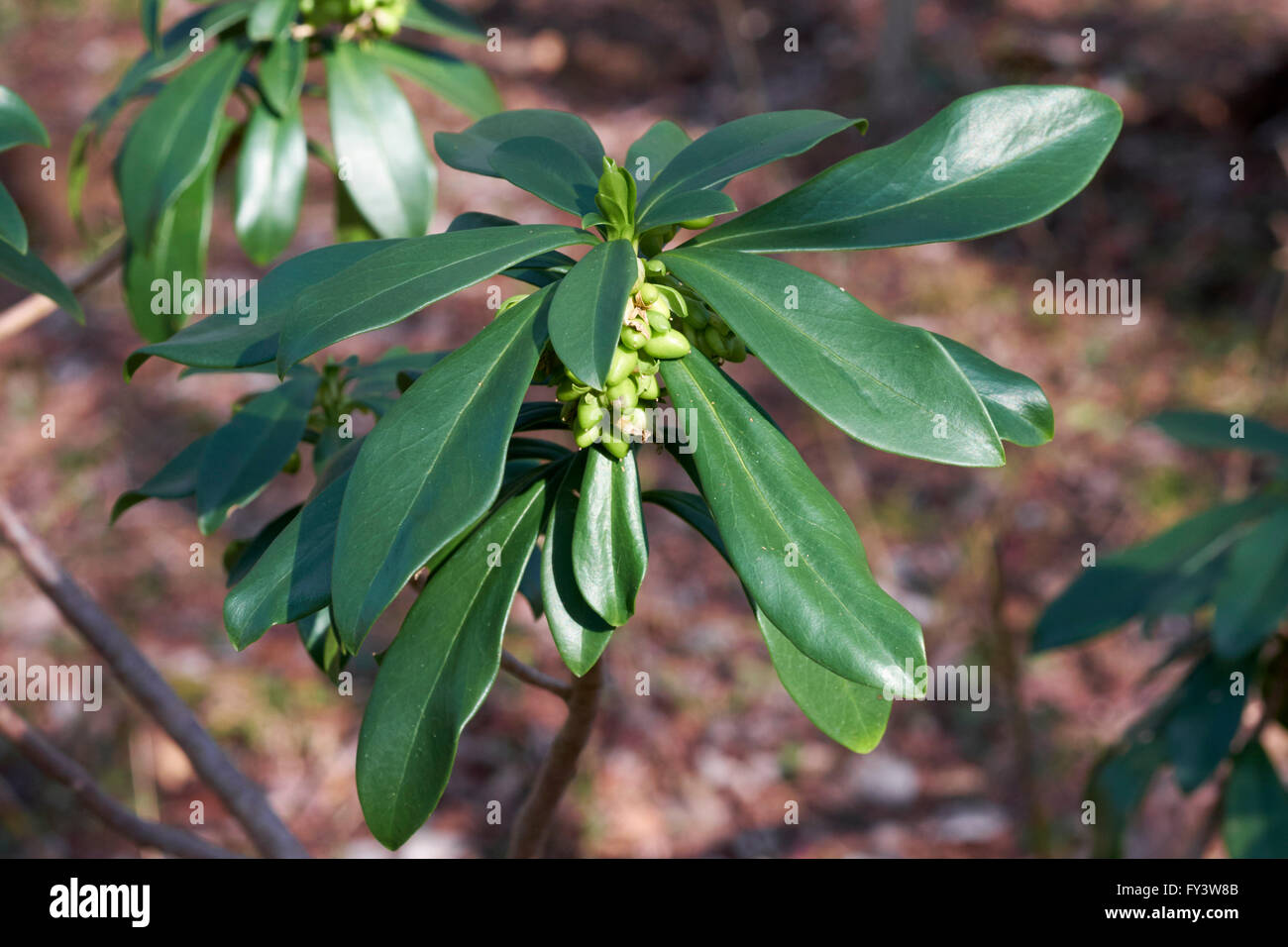 Spurge-laurel. Box Hill, Mickleham, Surrey, England. Stock Photo