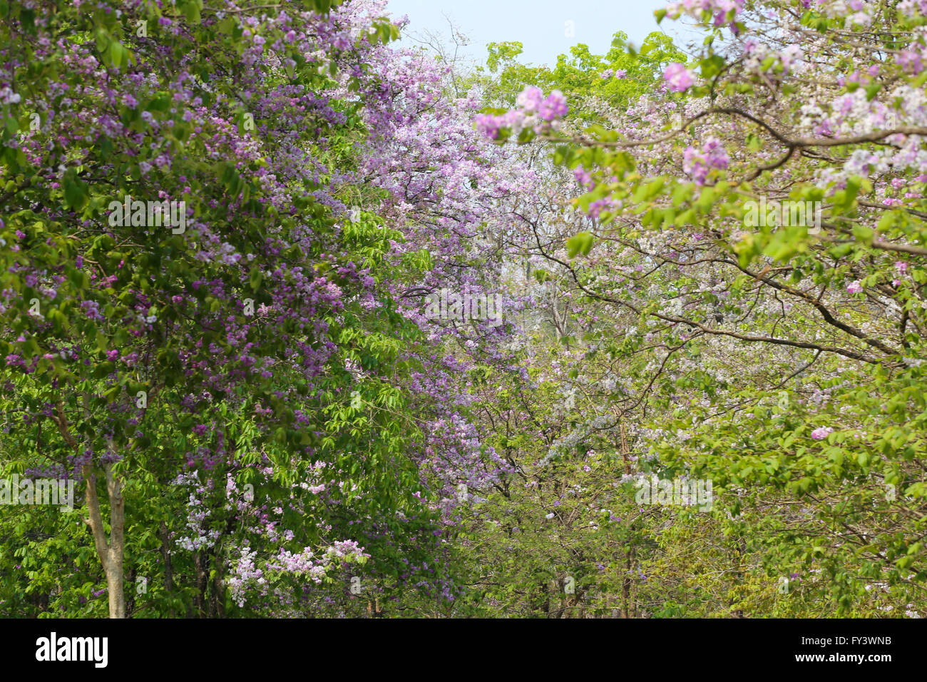Lagerstroemia speciosa or tabak tree in Thailand,Perennial plant bloom one time per year. Stock Photo