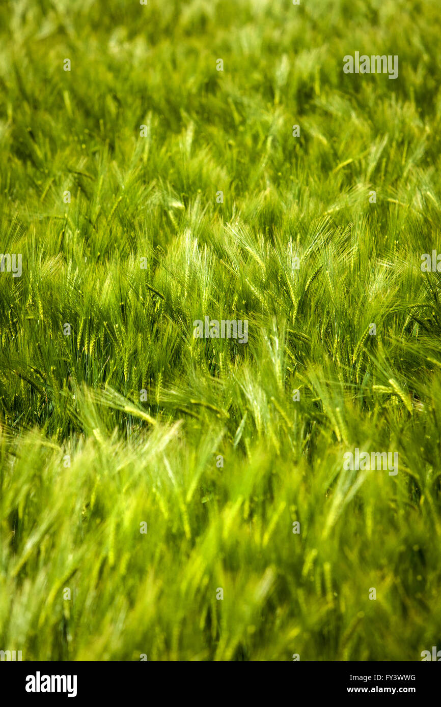 Wheat Husks, Northumberland, England Stock Photo