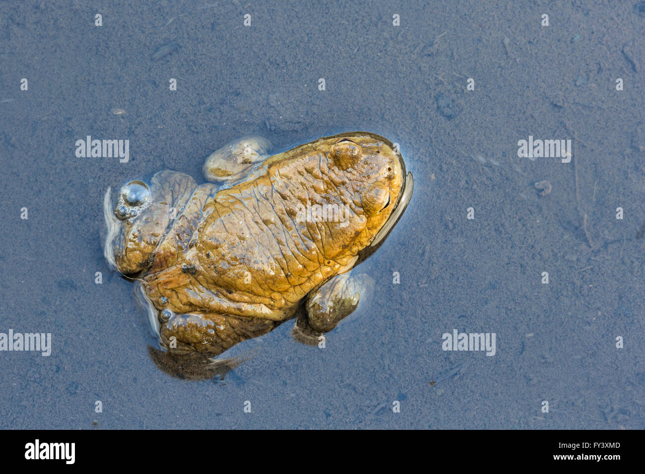 Common Toad, Bufo bufo, making its way to a breeding site, Peak District National Park, Derbyshire, UK Stock Photo