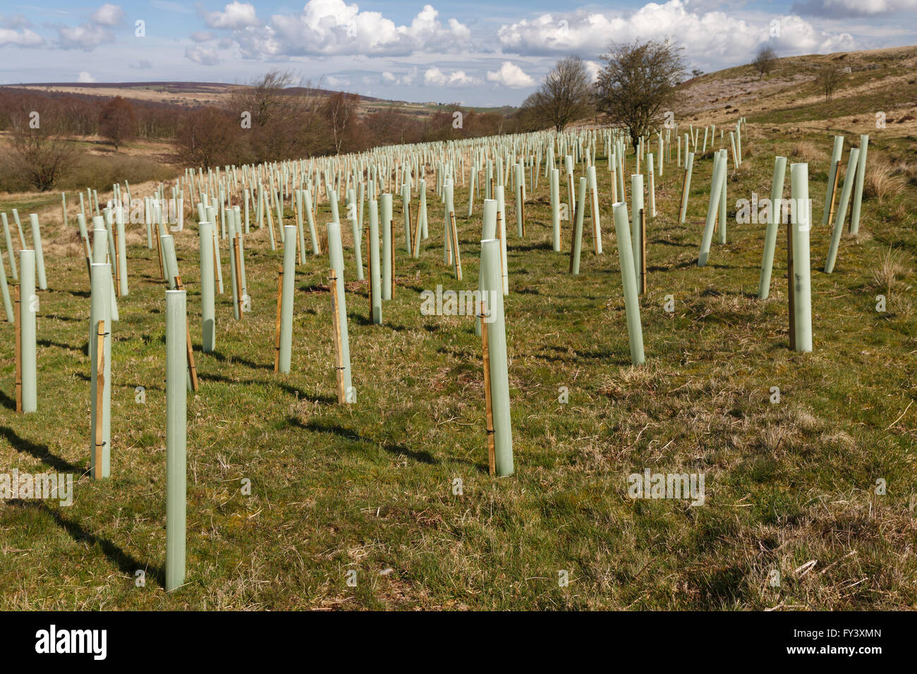 New tree planting protected by plastic sleeves, Peak District National Park, Derbyshire Stock Photo